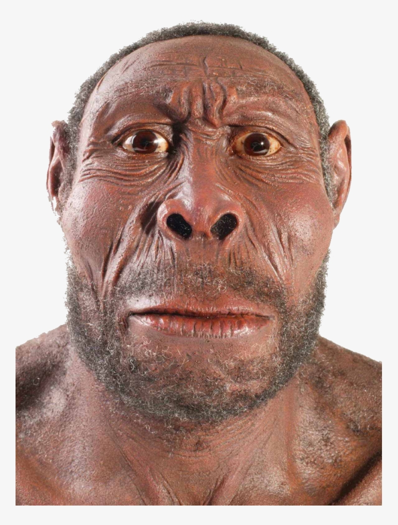 5717245 - >> - Will Humans Look Like In 1000 Years, transparent png #1808980