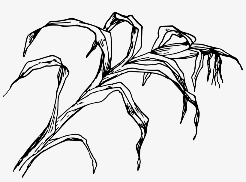 Cornfield Drawing Easy - Corn Leaf Clipart Black And White, transparent png #1809319