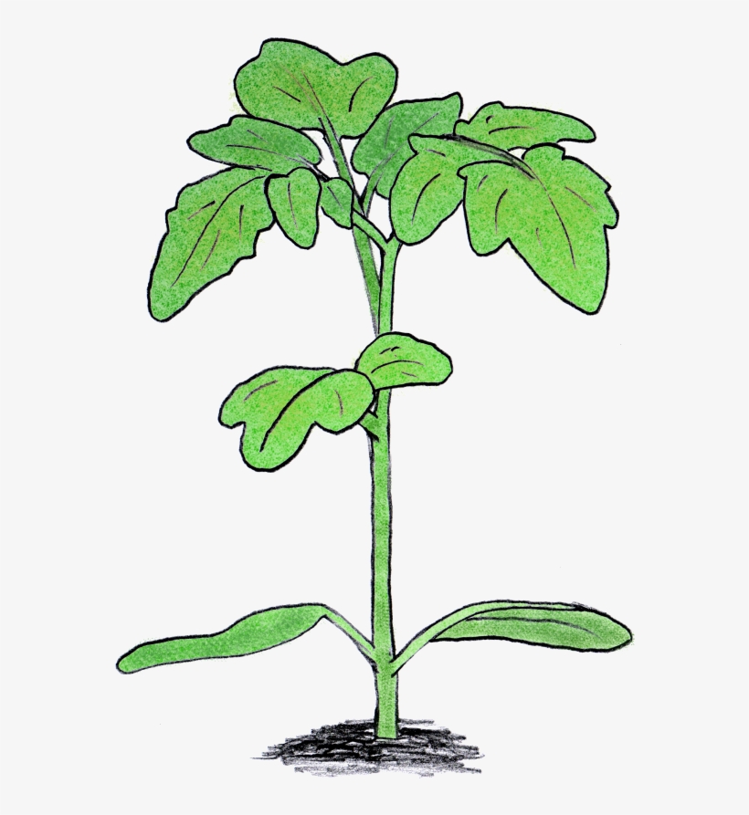 My Main Interest For The Past Decade Has Been In The - Tomato, transparent png #1809570