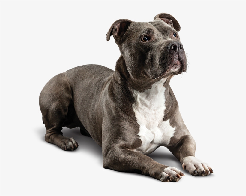Dog - Diamond Care Sensitive Stomach Dog, transparent png #1810442