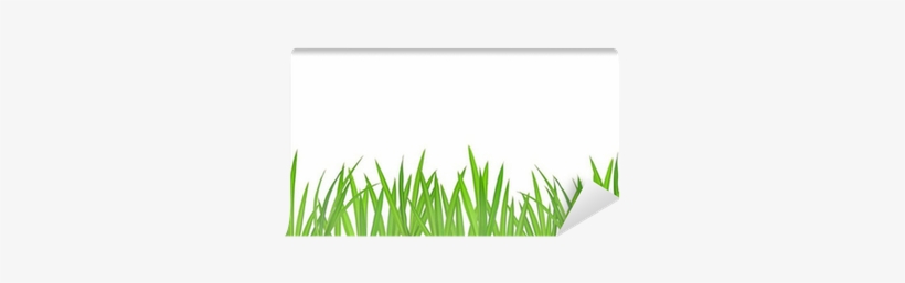 Grass, transparent png #1811267