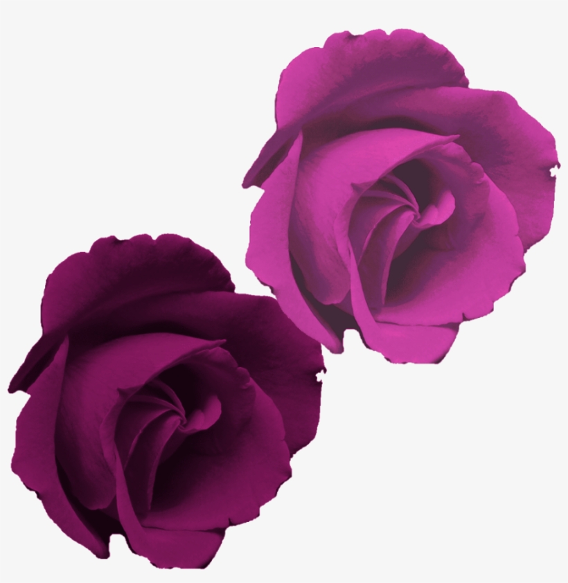 Rosa Morada Flor Png, transparent png #1811308