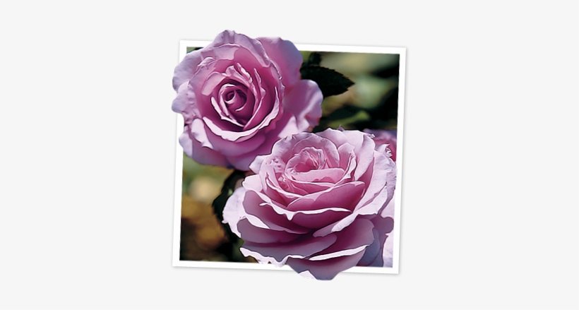 Fragrant Lavender Simplicity® - Fragrant Lavender Simplicity Hedge Rose, transparent png #1811382