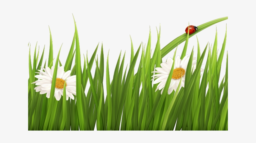 Lawn Clipart Border - Transparent Background Grass Clipart, transparent png #1811697