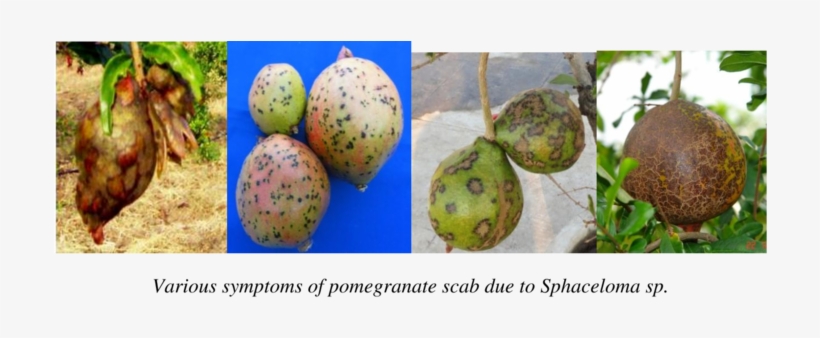 Fungal Leaf And Fruit Spots In Pomegranate - Pitaya, transparent png #1811758