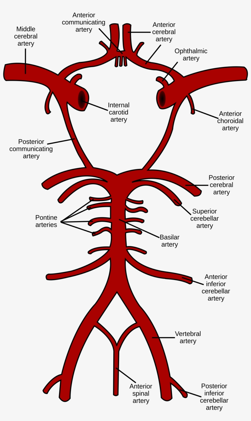 Circle Of Willis, transparent png #1811999