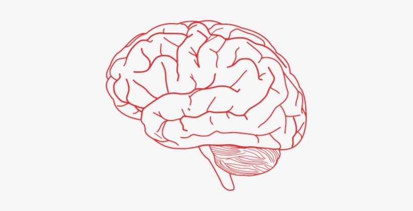 Brain Human Anatomy Body Brain Brain Brain - Brain Clipart, transparent png #1812086
