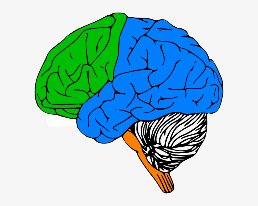 Brain Outline - Human Brain Clipart Black And White, transparent png #1812134