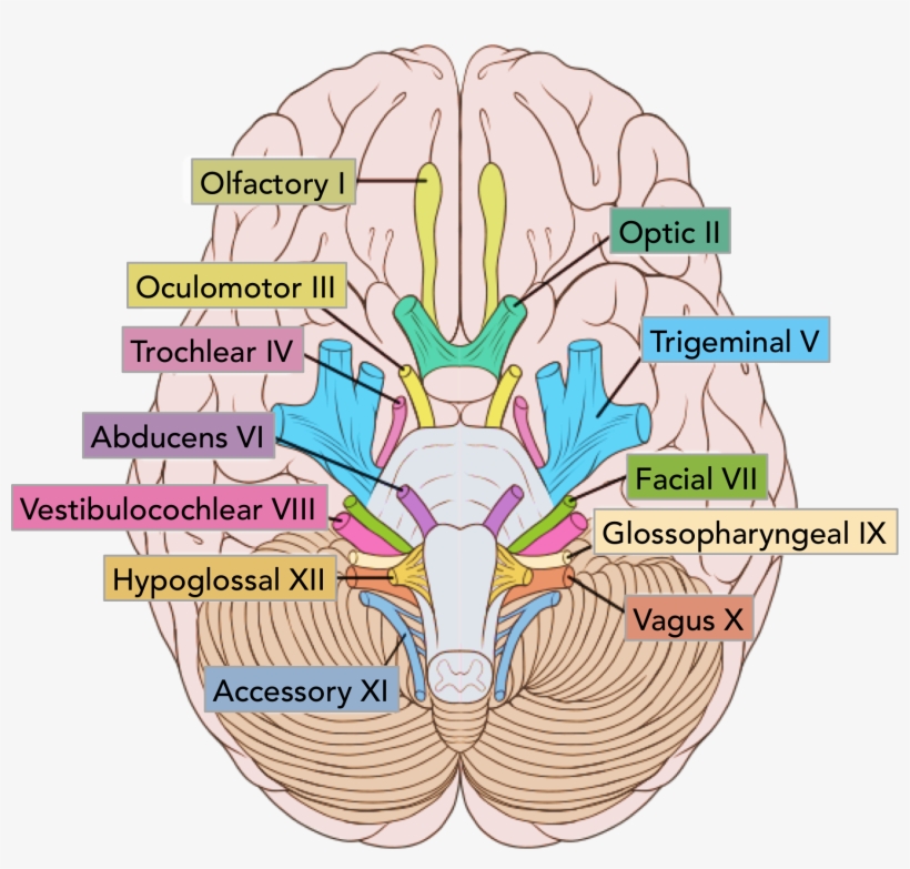 Figure 1 The Location Of The Cranial Nerves On The - Cranial Nerves Numbered, transparent png #1812318