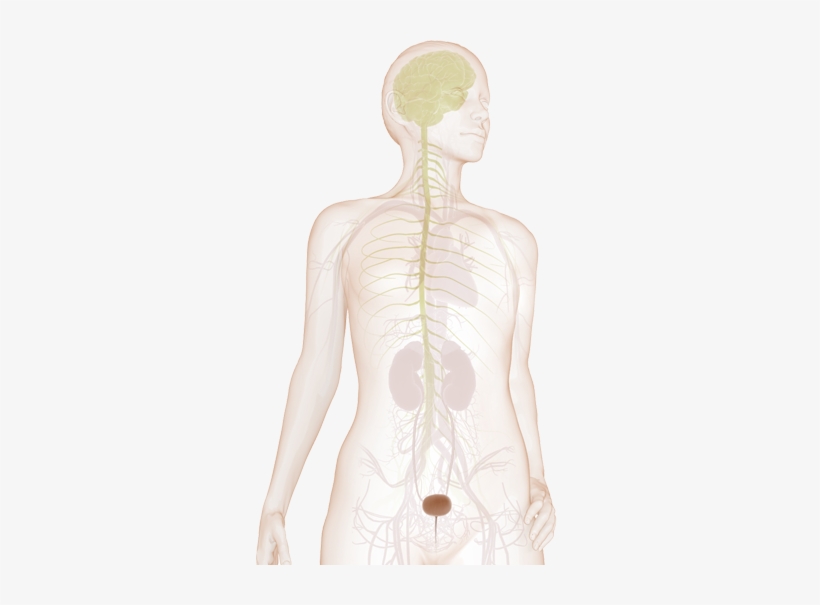 Brain-bladder Communication - Urinary Incontinence, transparent png #1812336