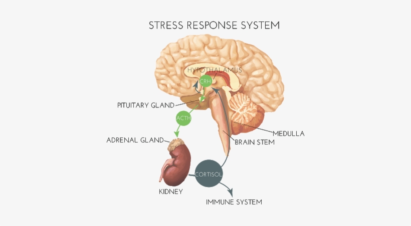 Outline Of The Control Of Glucocorticoid Secretion - Stress Hypothalamus, transparent png #1812338