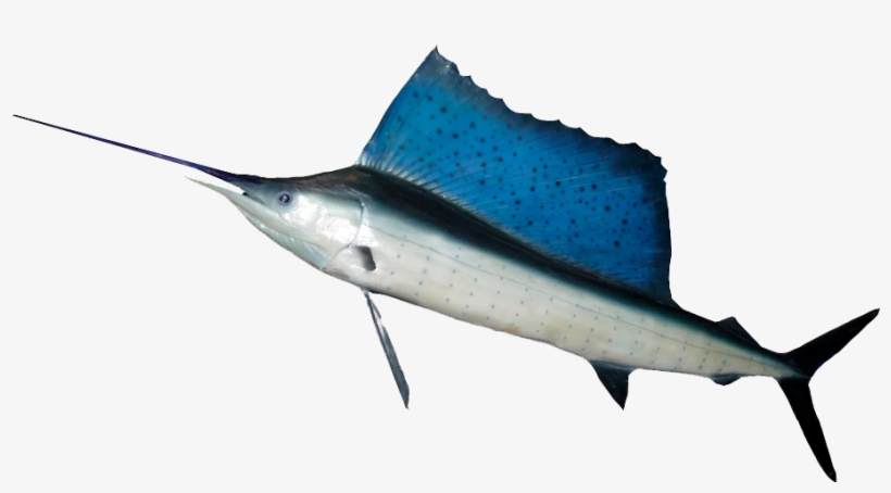 Ocean Fish Png Hd - Fish With Large Dorsal Fins, transparent png #1813447