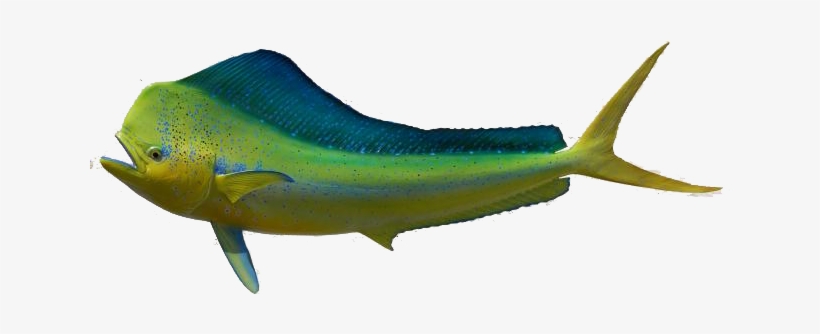 Dorado Fish, transparent png #1813497