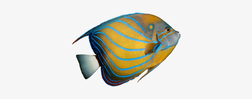 Angel Fish Png Download - Clipart Salt Water Fish, transparent png #1813818