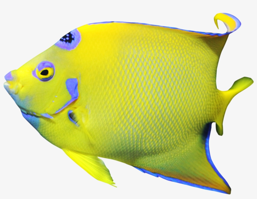 Portable Network Graphics, transparent png #1813823