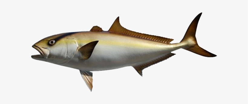 Amberjack Fish Png, transparent png #1813989