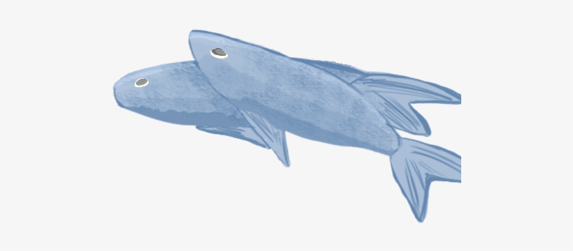 Fish - Wiki, transparent png #1814125