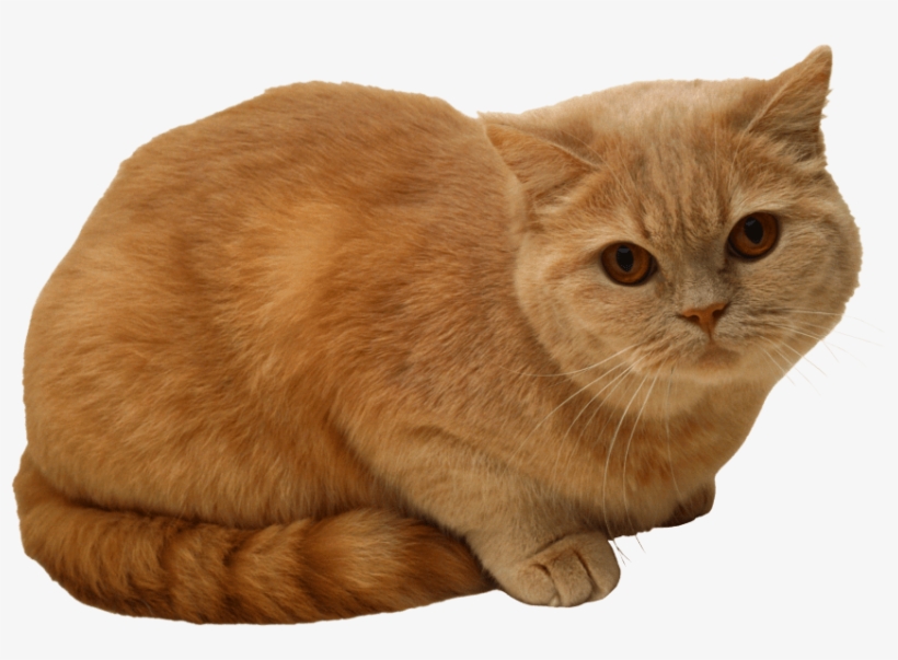Free Png Sitting Cat Png Png Images Transparent - Sitting Cat Png, transparent png #1815654