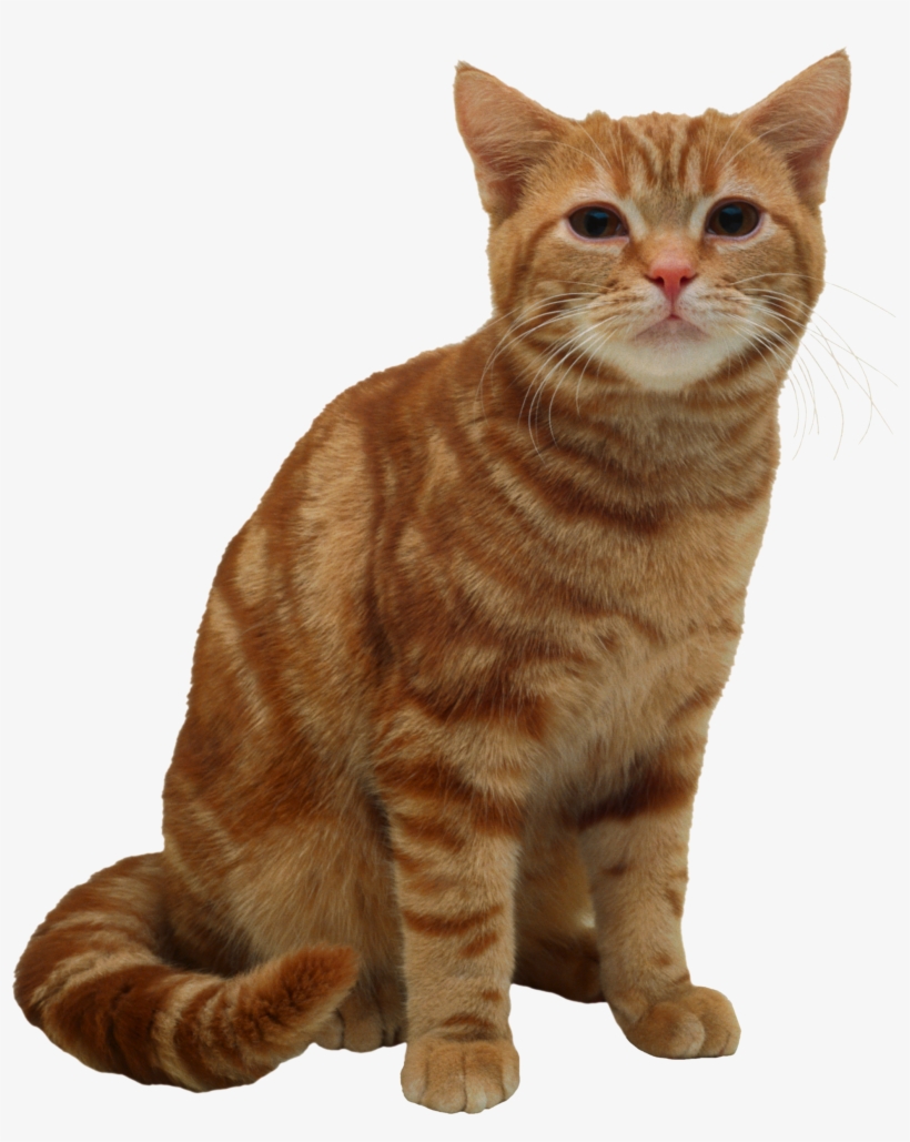 American Short Hair Cat, transparent png #1815756