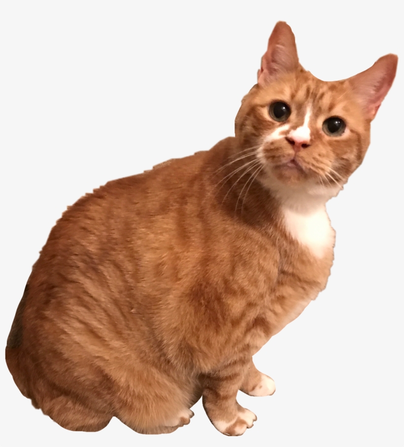 My Sweet Cat Morgan Cat Kitten Kitty Orange Tabby Morga - Cat, transparent png #1815897