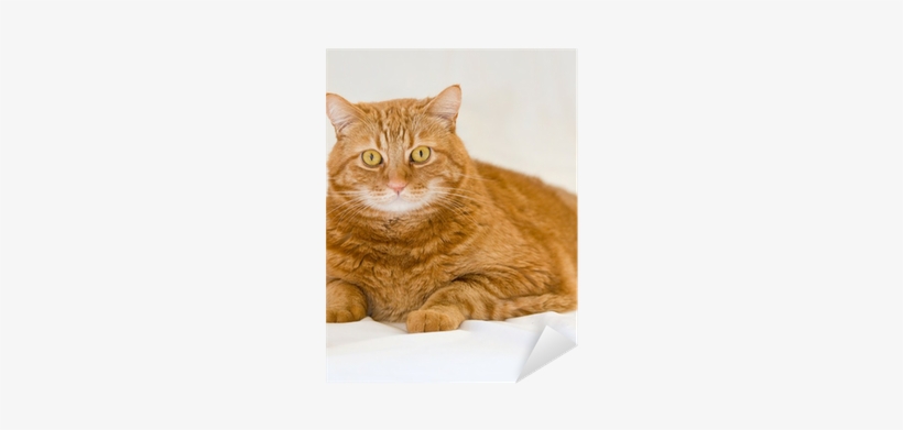 Orange Cat Tile Coaster, transparent png #1816016