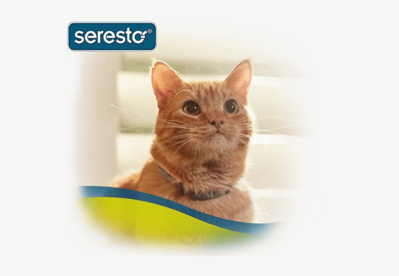 Seresto Flea & Tick Collar On Orange Cat - Cat, transparent png #1816433