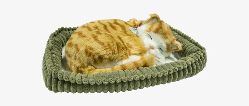 Perfact Petz Orange Tabby Kitten - Cat Grabs Treat, transparent png #1816510