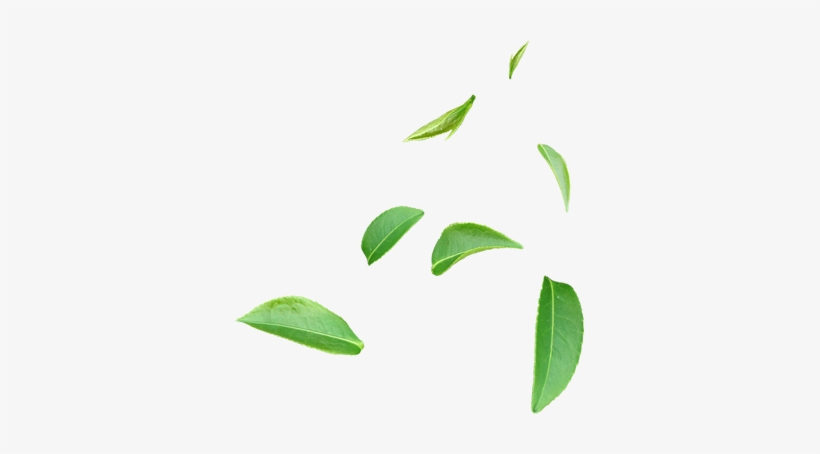 Codeine Online Price For Promethazine How Do I Buy - Tea, transparent png #1816934
