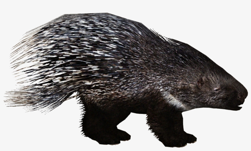 European Porcupine Additional Variants 2 - Zoo Tycoon 2 Porcupine, transparent png #1817962