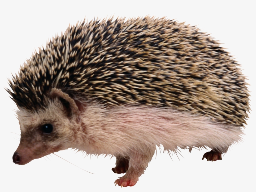 Graphic Free Stock Png Clipart Web Icons Best Free - Hedgehog Png, transparent png #1818052