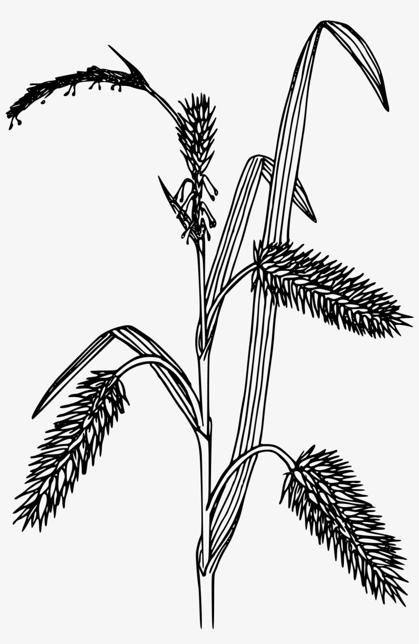 This Free Icons Png Design Of Porcupine Sedge, transparent png #1818467