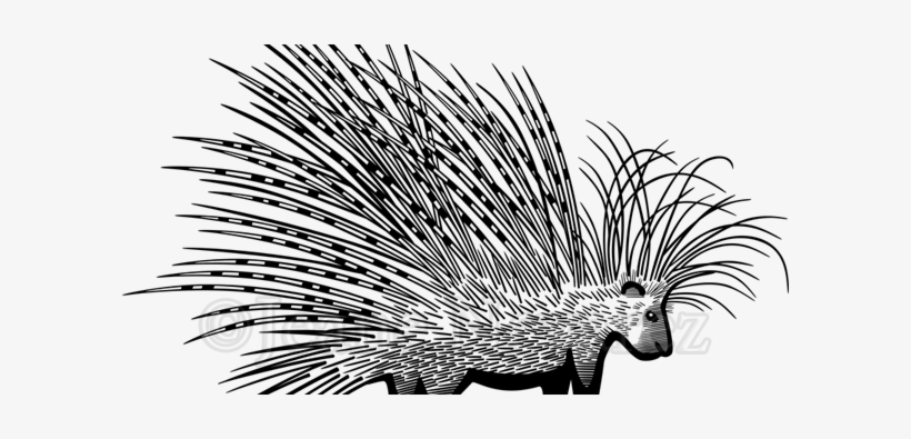 Cape Porcupine, transparent png #1818565