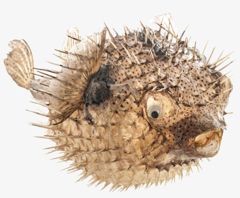 Porcupine Blowfish 19-21", transparent png #1818683