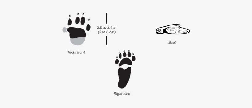 Crested Porcupine Tracks - Porcupine Tracks, transparent png #1818833