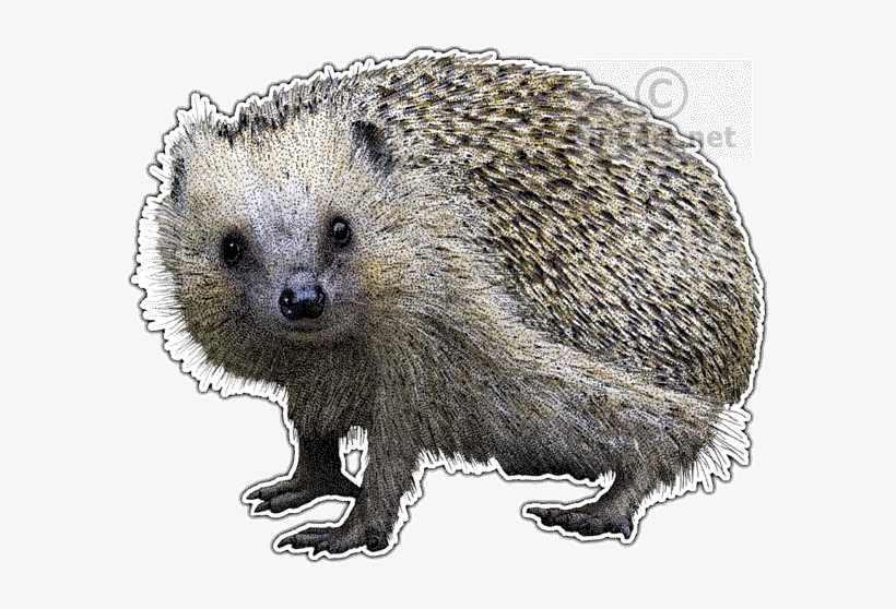 European Hedgehog Line Art And Full Color - European Hedgehog Wall Clock, transparent png #1818863
