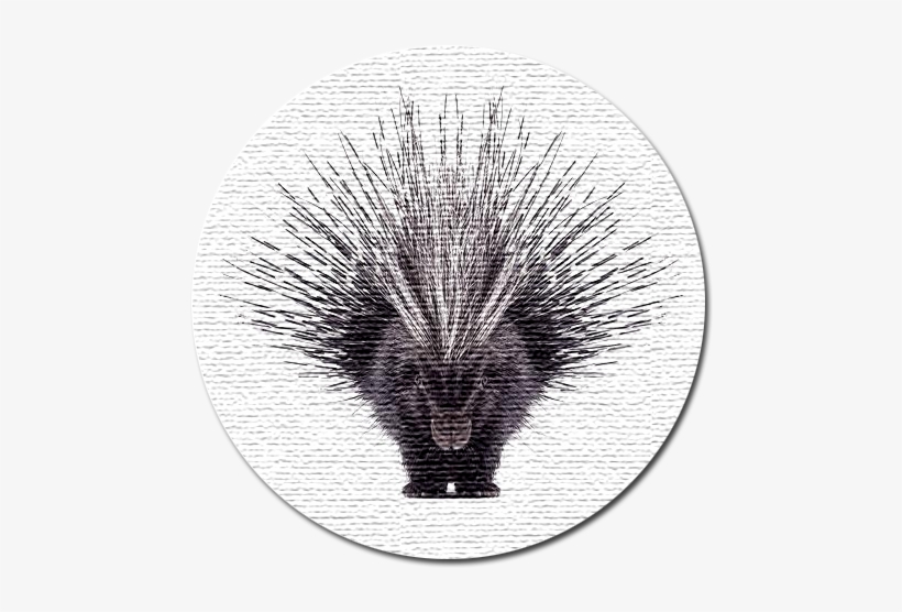Porcupine Web Design - Beautiful Porcupine, transparent png #1818974