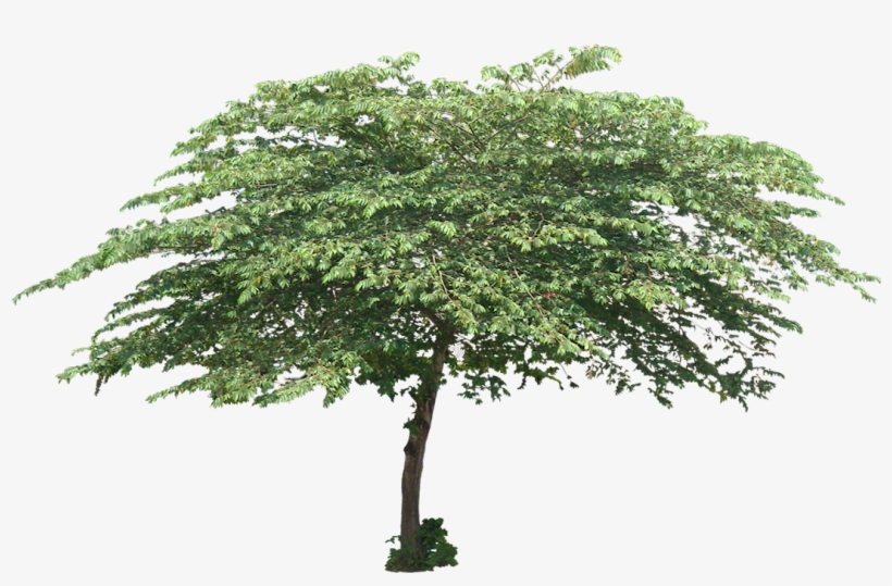 Cherry Tree Cut Out, Tree Planting, Trees To Plant, - Tree Png, transparent png #1820373