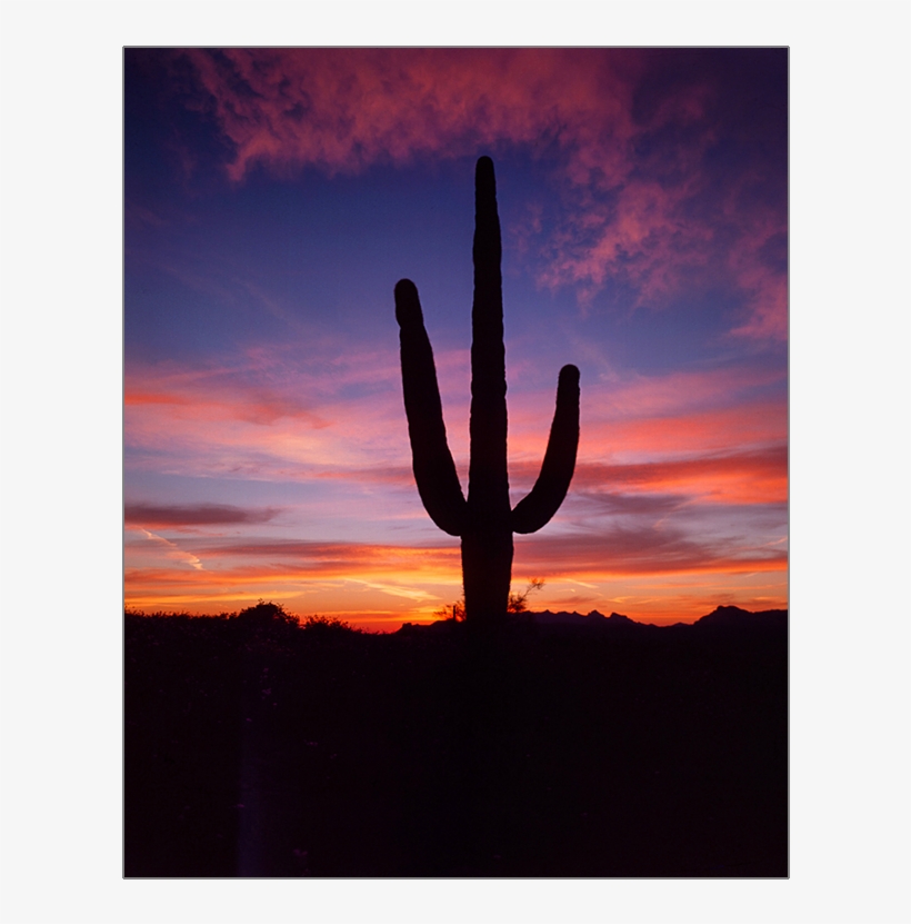 Saguaro At Sunset - Sunset, transparent png #1820612