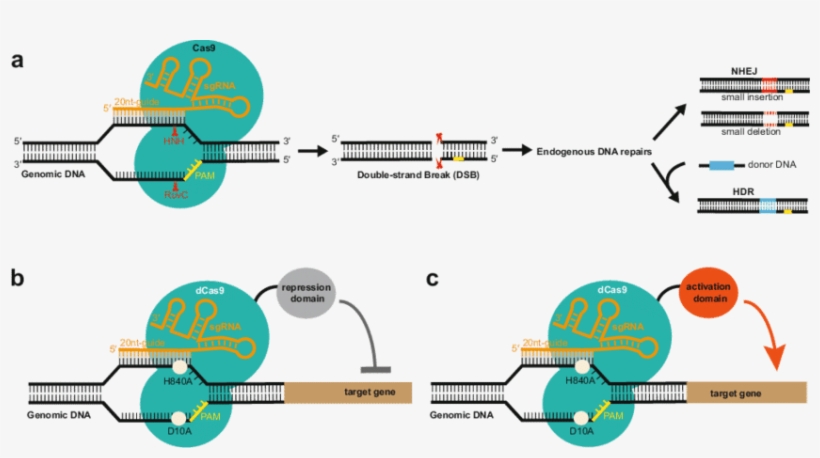 1 Schematic Diagram Showing How Crispr/cas9 System - Cas9, transparent png #1820821