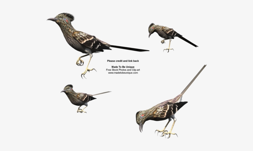 Road Runner Bird Png - Roadrunner Bird Png, transparent png #1821415