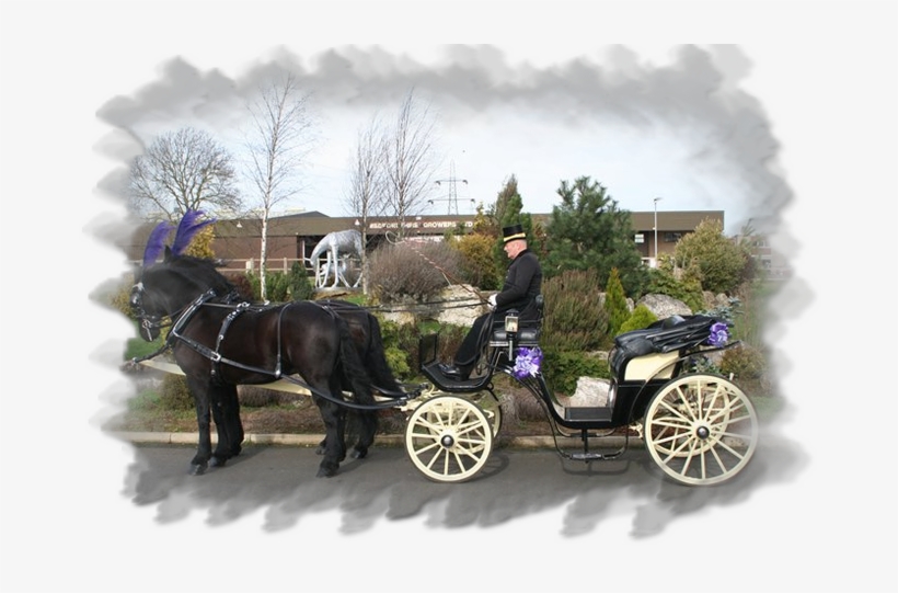 Townies Carriage Hire, transparent png #1821760