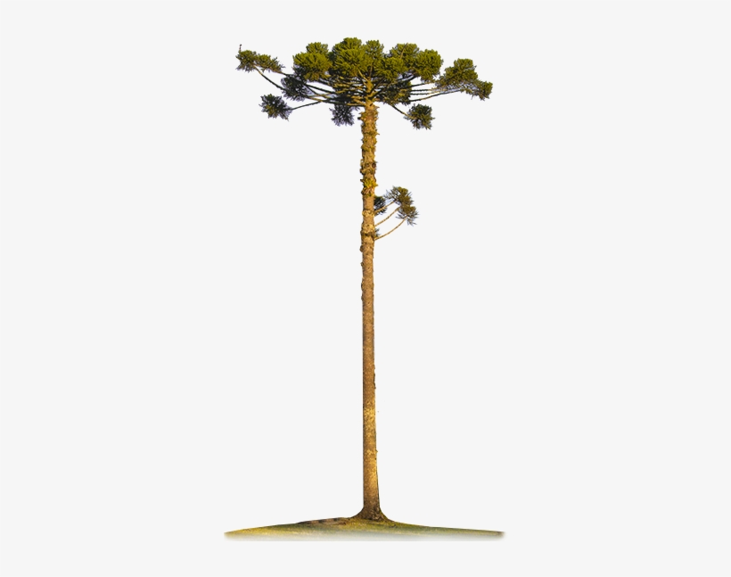 Araucarias-big - Papel Pinheiro, transparent png #1821812
