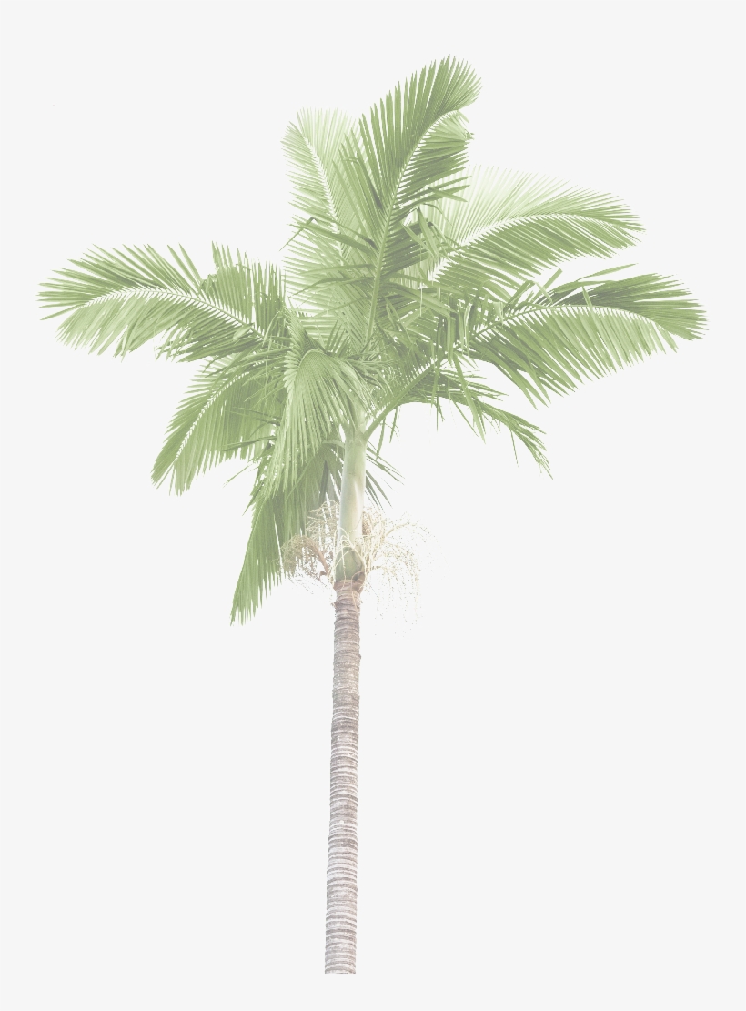 Jr Palm Tree 54opacity - Poster: Rodho's Plam Trees Isolated On White Background,, transparent png #1821847