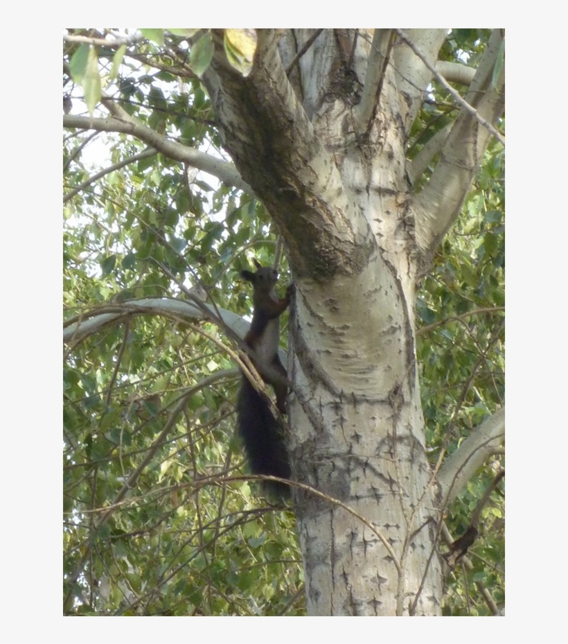 The Horqin Desert Project Is Just A Part Of Our Worldwide - Pond Pine, transparent png #1821982