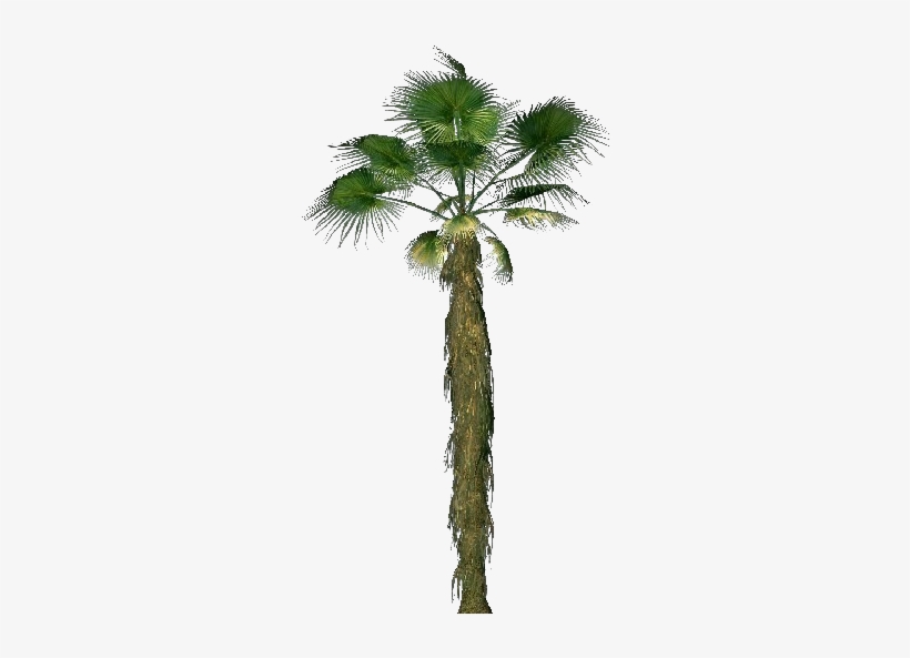 Washingtonia Filifera - California Palm, transparent png #1822159