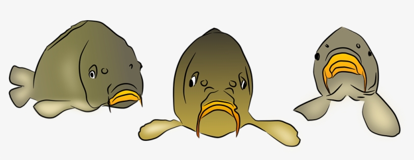Carp, Fish, Pond, Lake, Fishing - Common Carp - Free Transparent PNG Download - PNGkey Carp, Fish, Pond, Lake, Fishing - Common Carp - Free Transparent PNG Download - PNGkey