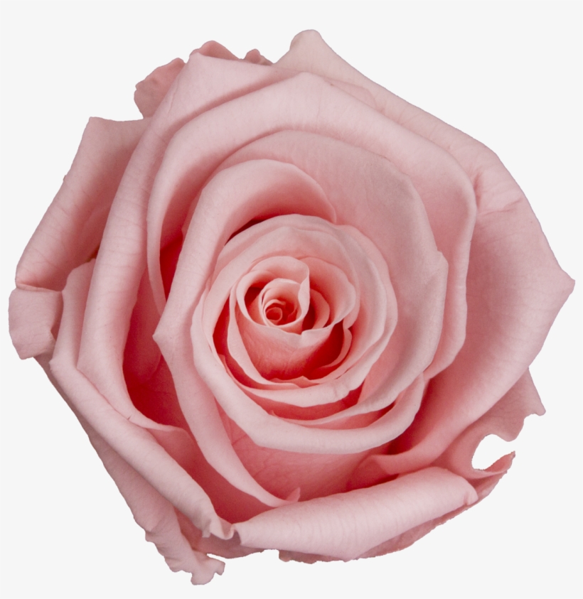 Lebox, transparent png #1826040