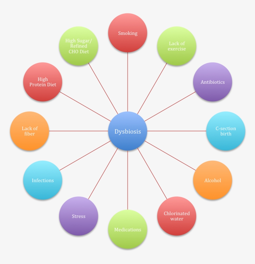 Gut Health Dysbiosis Causes - Common Causes Of Dysbiosis, transparent png #1828295