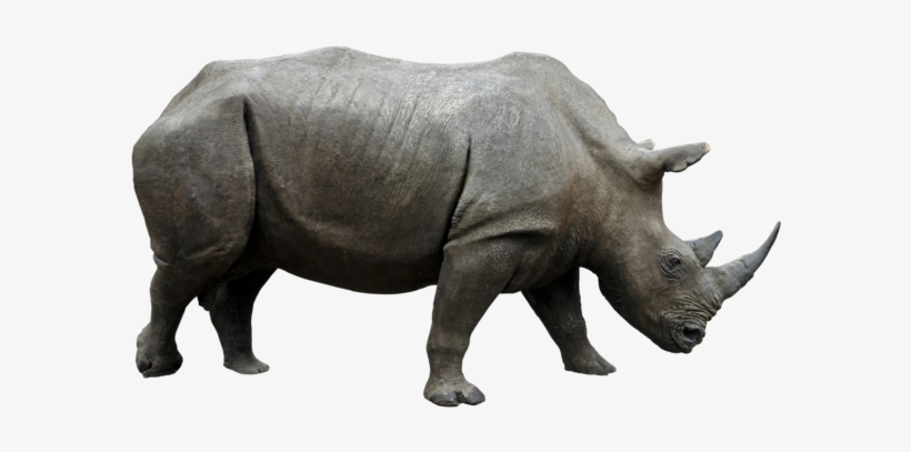 Rhino Png Hd - Rhinoceros Png, transparent png #1830900