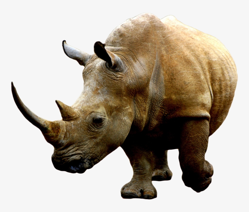 Rhino Png - Rhino Transparent Hd, transparent png #1830957